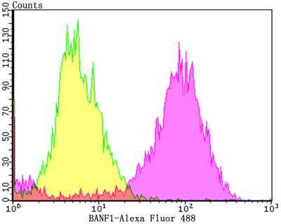 Flow Cytometry: BANF1 Antibody (JG40-43) [NBP2-76978]
