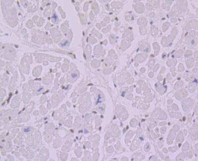Immunohistochemistry: BANF1 Antibody (JG40-43) [NBP2-76978]