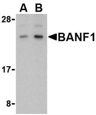 Western Blot: BANF1 AntibodyBSA Free [NBP1-76750]