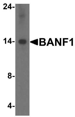 Western Blot: BANF1 AntibodyBSA Free [NBP1-76751]