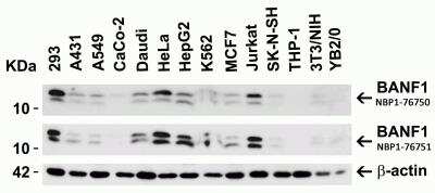 Western Blot: BANF1 AntibodyBSA Free [NBP1-76751]
