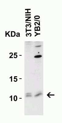 Western Blot: BANF1 AntibodyBSA Free [NBP1-76751]