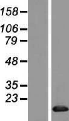 Western Blot: BANF2 Overexpression Lysate [NBL1-07912]