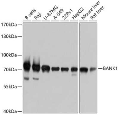 Western Blot: BANK1 AntibodyBSA Free [NBP2-92011]