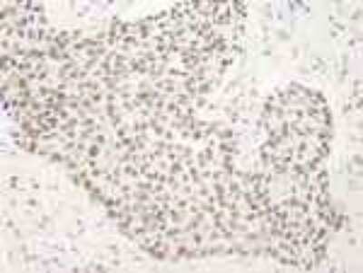 Immunohistochemistry-Paraffin: BANP Antibody [NB100-79784]