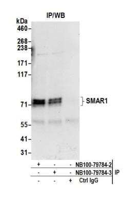 Immunoprecipitation: BANP Antibody [NB100-79784]