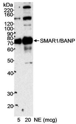 Western Blot: BANP Antibody [NB100-79784]