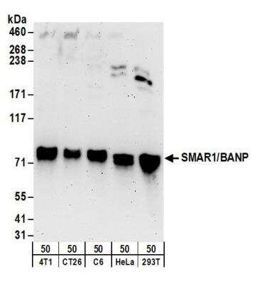 Western Blot: BANP Antibody [NB100-79784]
