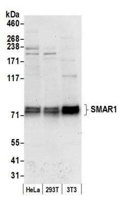 Western Blot: BANP Antibody [NB100-79784]