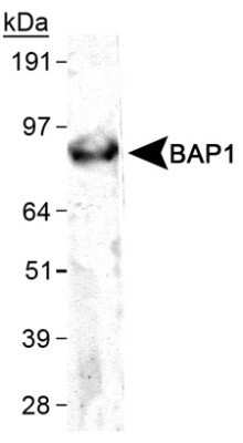 Western Blot: BAP1 Antibody (1G8)Azide and BSA Free [NBP2-80589]