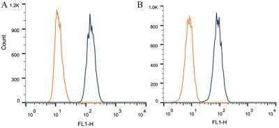 Flow Cytometry: BAP1 Antibody (1G8) [NB110-60521]