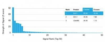 Protein Array: BAP1 Antibody (BAP1/2665) - Azide and BSA Free [NBP3-08506]