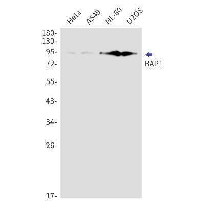 Western Blot: BAP1 Antibody (S04-1F0) [NBP3-14911]