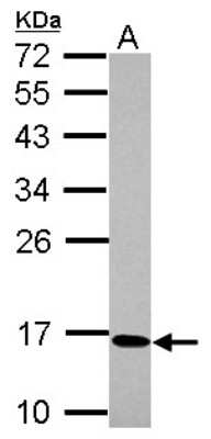 Western Blot: BAP18 Antibody [NBP2-15546]