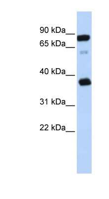 Western Blot: BAP29 Antibody [NBP1-62732]