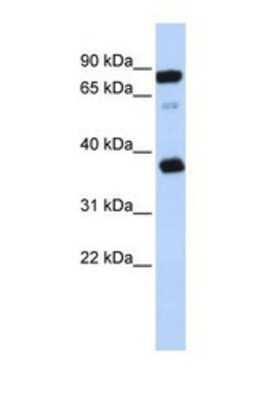 Western Blot: BAP29 Antibody [NBP1-69711]