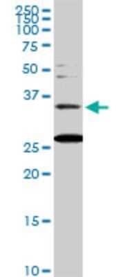 Western Blot: BARHL1 Antibody (2B11) [H00056751-M01]