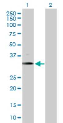 Western Blot: BARHL1 Antibody [H00056751-D01P]