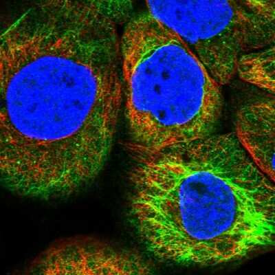 Immunocytochemistry/ Immunofluorescence: BASC4 Antibody [NBP1-85524]