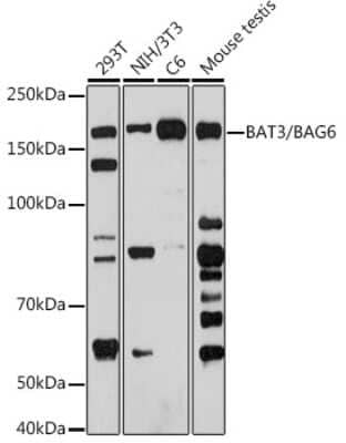 Western Blot: BAT3/BAG6 Antibody (8P4D9) [NBP3-15695]