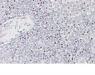 Immunohistochemistry-Paraffin: BAT3/BAG6 Antibody [NBP1-36941]