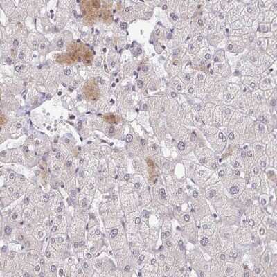 Immunohistochemistry-Paraffin: BAT3/BAG6 Antibody [NBP2-38537]