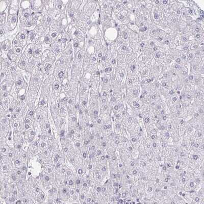 Immunohistochemistry-Paraffin: BAT3/BAG6 Antibody [NBP2-38693]
