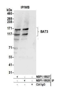 Immunoprecipitation: BAT3/BAG6 Antibody [NBP1-18927]