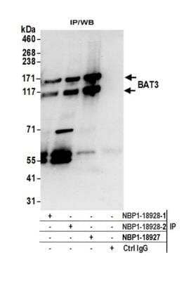 Immunoprecipitation: BAT3/BAG6 Antibody [NBP1-18928]
