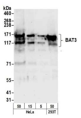 Western Blot: BAT3/BAG6 Antibody [NBP1-18927]