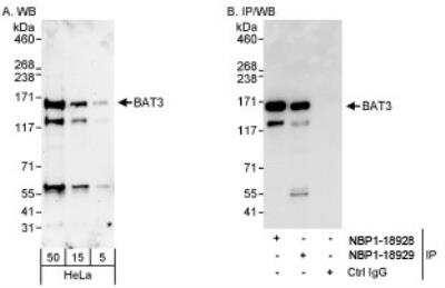 Western Blot: BAT3/BAG6 Antibody [NBP1-18928]