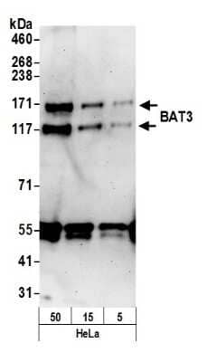 Western Blot: BAT3/BAG6 Antibody [NBP1-18928]