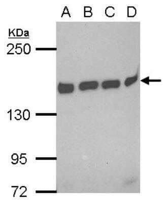 Western Blot: BAT3/BAG6 Antibody [NBP2-15547]