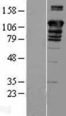 Western Blot: BAT3/BAG6 Overexpression Lysate [NBL1-07918]