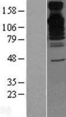 Western Blot: BAT3/BAG6 Overexpression Lysate [NBL1-07919]