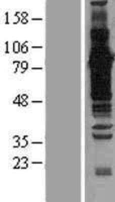 Western Blot: BAT3/BAG6 Overexpression Lysate [NBP2-10534]