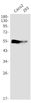 Western Blot: BAT5 Antibody (S01-4D1) [NBP3-19580]