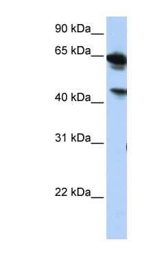 Western Blot: BAT5 Antibody [NBP1-59409]