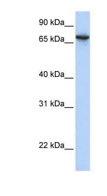 Western Blot: BAT5 Antibody [NBP1-59990]