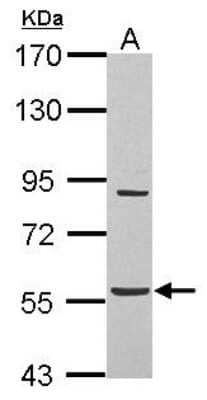 Western Blot: BAT5 Antibody [NBP2-15548]