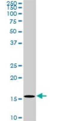 Western Blot: BATF Antibody (1G4) [H00010538-M03]