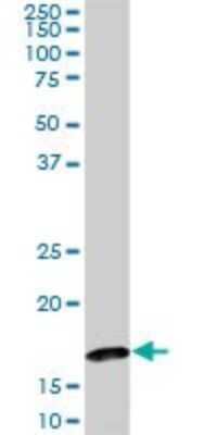 Western Blot: BATF Antibody (8A12) [H00010538-M01]