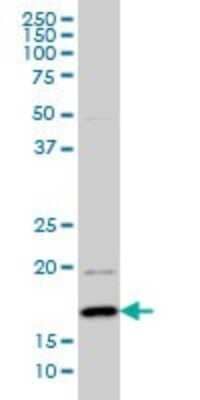 Western Blot: BATF Antibody (8A12) [H00010538-M01]