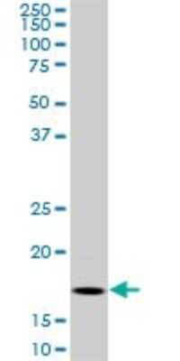 Western Blot: BATF Antibody (8A12) [H00010538-M01]