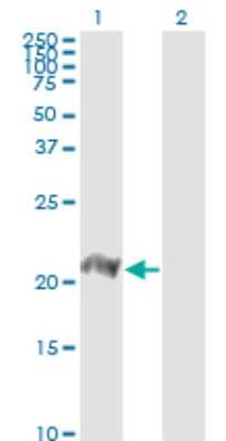 Western Blot: BATF Antibody (8A12) [H00010538-M01]