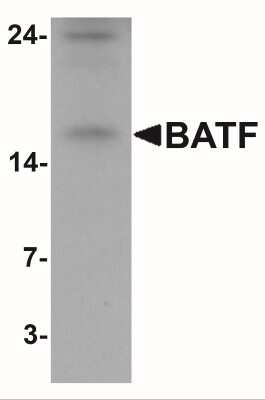 Western Blot: BATF AntibodyBSA Free [NBP2-41191]