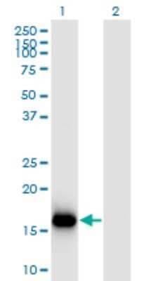 Western Blot: BATF3 Antibody (3H1) [H00055509-M04]