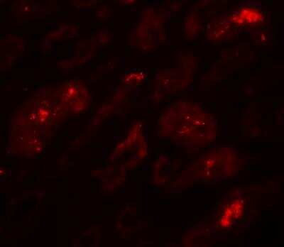 Immunofluorescence: BATF3 Antibody - BSA Free [NBP2-41296]
