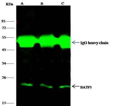 Immunoprecipitation: BATF3 Antibody [NBP3-12783]