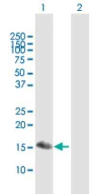 Western Blot: BATF3 Antibody [H00055509-B01P]